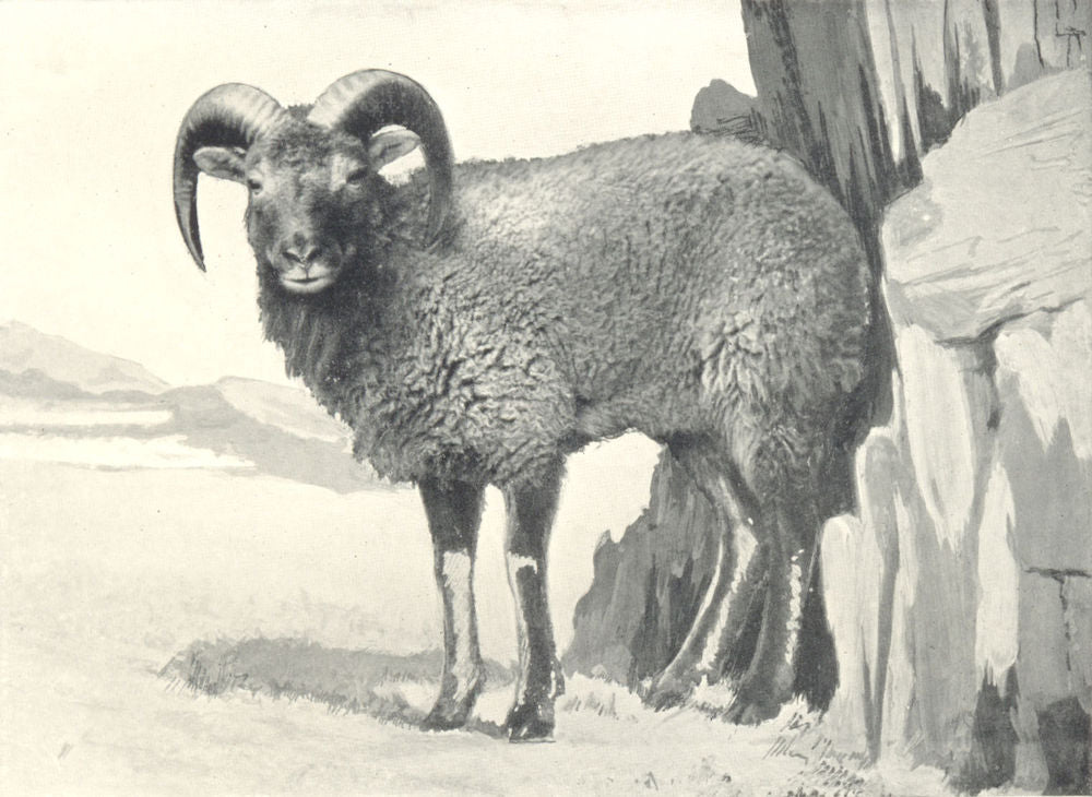 SHEEP. Soay Ram 1912 old antique vintage print picture